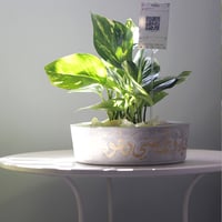 حوض كونكريت (تُبعثرني الحياة وتجمعني دعوة أمي)