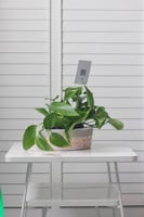 حوض كونكريت بتصميم وردي ( مخصصه بالأسم )