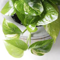 حوض كونكريت (وما أمي إلا قمراً أنار لي كل عتمة)