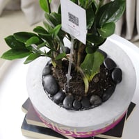 حوض كونكريت بتصميم فوشي ( مخصصه بالأسم )