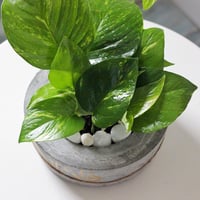 حوض كونكريت (فإن الأخت في الدنيا ربيع)