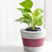 حوض كونكريت حجم وسط باللون البرقندي