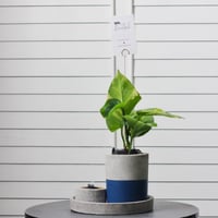 مجموعة المبخر و النبتة