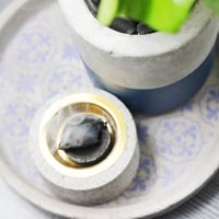 مجموعة المبخر و النبتة