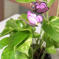 حوض كونكريت بلون البستاشيو ( مخصصه بالأسم )