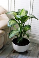 حوض أبيض فخم بأرجل خشبية ( مع نبات الدفنباخيا )