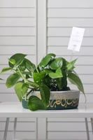 حوض كونكريت بتصميم زيتي ( مخصصه بالأسم )