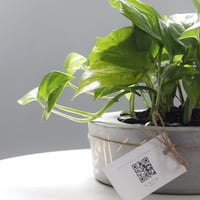 حوض كونكريت (وما أمي إلا قمراً أنار لي كل عتمة)