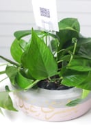 حوض كونكريت بتصميم وردي ( مخصصه بالأسم )