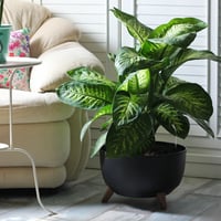 حوض أسود فخم بأرجل خشبية ( مع نبات الدفنباخيا )