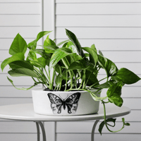 حوض كونكريت ( رسمة مخصصة )