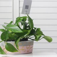 حوض كونكريت بتصميم وردي ( مخصصه بالأسم )