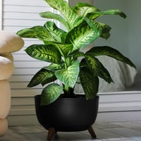 حوض أسود فخم بأرجل خشبية ( مع نبات الدفنباخيا )