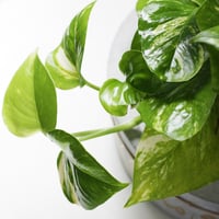 حوض كونكريت (وما أمي إلا قمراً أنار لي كل عتمة)