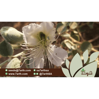 الشفلح 100 بذرة من بذور شجيرة الشفلح البري العاسلة...