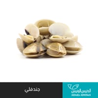 1 كيلو جندفلي ( صدف البحر )