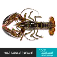 1 كيلو الاستاكوزا الامريكية حية