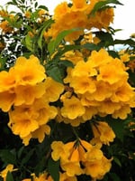 شتلات شجرة تيكوما ستانس حوالي 80-120سم