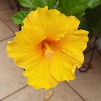 هيبسكس اصفر