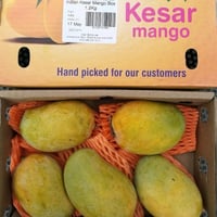 مانجو القيصر الهندي حوالي متر صنف مميز