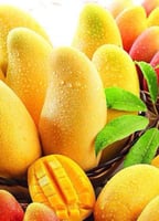 شتلات مانجو لانجرا