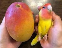 مانجو كناري سويت شتلات كبيرة