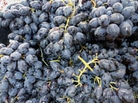 شتلات عنب رازقي أسود