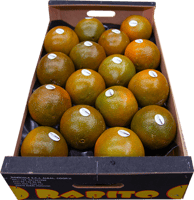 شتلات برتقال ابو صرة شوكليت نافال اورنج عمر 18 شهر...