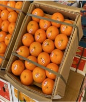 شتلات يوسفي باكستاني اكياس عمر 18 شهر