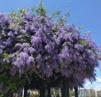 اكليل الملكة حوالي 80-120سم