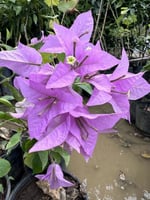 جهنمية ليليان حجم الشتلة صغير