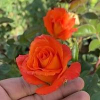 جوري هولندي برتقالي 35_60سم