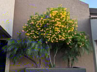 شتلات شجرة تيكوما ستانس حوالي 80-120سم