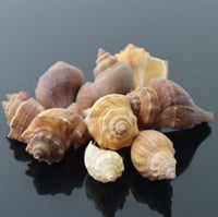 صدف لاحواض السمك اشكال متنوعه