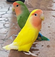 طير الروز (غير اليف ) واحد مع القفص والطعام - للزي...