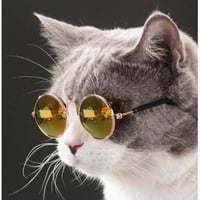 نظارة للقطط والكلاب