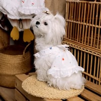 لبس قطط صيفي