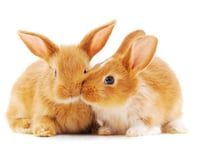 أرنب صغير من كيوت بيتس