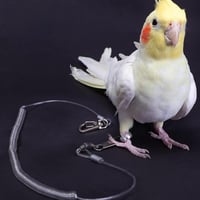 ليش طيور بلاستيك