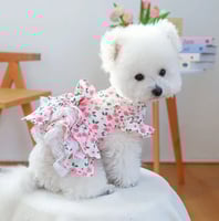 ملابس قطط للبنات