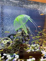 ديكور حوض جيلي فيش - 3 احجام - الوان مختلفة