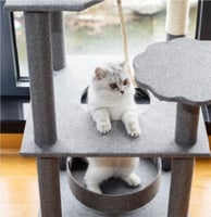 خداشه قطط كبيرة-الوان مختلفة