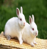 أرنب صغير من كيوت بيتس