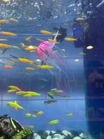 ديكور حوض جيلي فيش - 3 احجام - الوان مختلفة