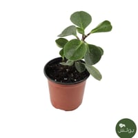 ببروميا مغلفة