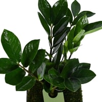 زراعة الأمل