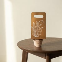 أناقة هوارثيا