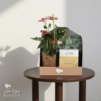 هارموني كوفي