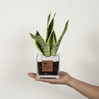 سيف الغابة مناسبة للمكاتب