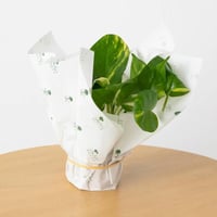 توزيعات بوتس اليوم الوطني